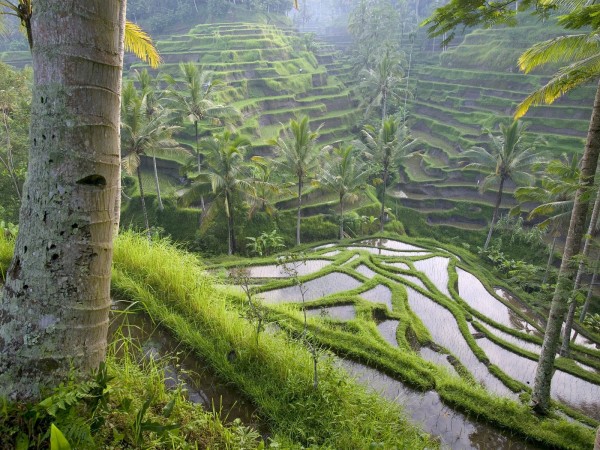 World_Asia_Terraced_Rice_Paddies___Ubud_Area___Bali___Indonesia_008968_